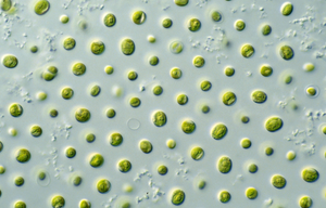“Microalgae – A Macro Weapon in Skincare”