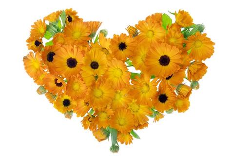 Nature’s Gold – Calendula